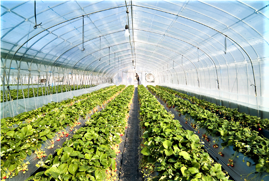 Trang trại nông nghiệp công nghệ cao AgriTech – Lâm Đồng